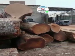 Nos for&ecirc;ts pill&eacute;es