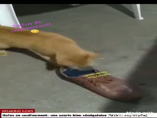 Souris bien SN.mp4
